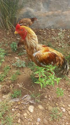 Aseel