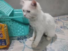 Persian male cat