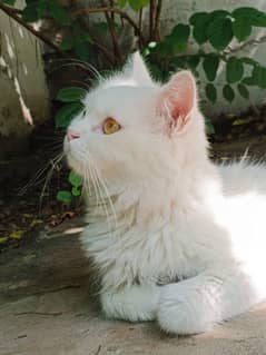 Persian cat 3rd cotted