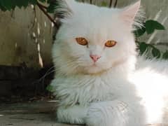 Persian