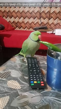 talking