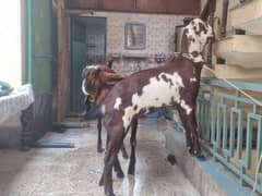 nagri path bakri goat