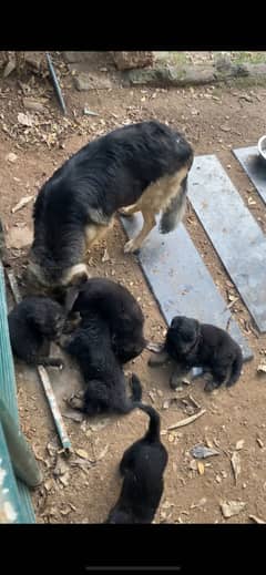 german shepherd puppies pure breed
