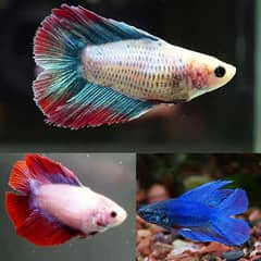 Betta