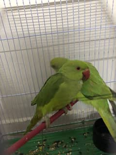 RINGNECK