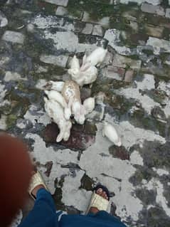 Rabbits