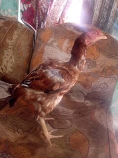 Lakhi Aseel Madi 03488427843
