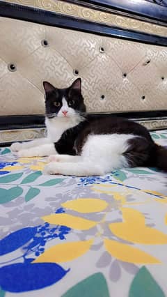 Persian cat male female