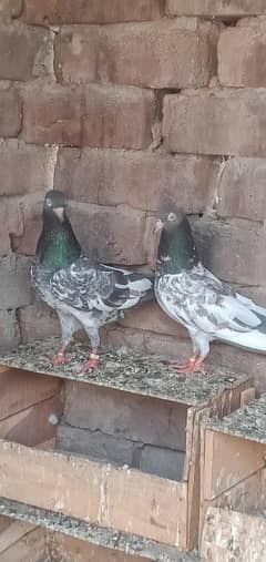 royal teddy bleeder pair
