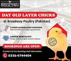 White Layer & Broiler Chicks | Poultry Chicken Meat | Egg Leghorn Hen