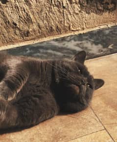 Male Siamese Persian Crossed Stud Male