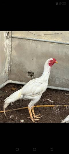 qandhari