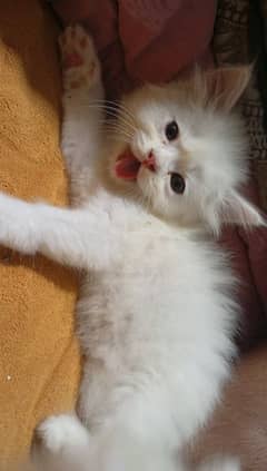 3 Persian cats