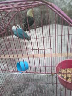 pair
