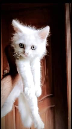Persian kitten