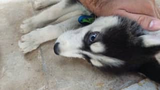 Husky