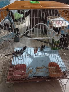 finch 6 pair for sale. without cage