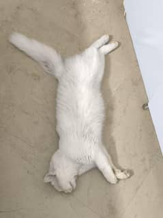 Turkish Angora Potty trained almost 1  Year Old
