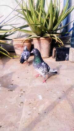 high flyer pigeon teddy kabootar parwazi silver