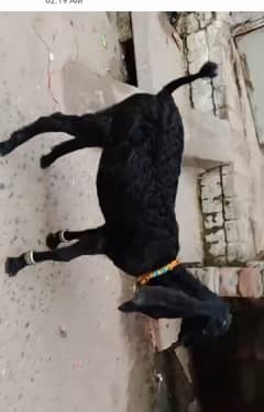 bakri