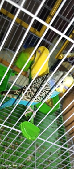 Tow female and one male and cage