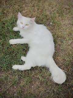 New female cat and contact only on WhatsApp kindly
