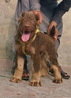 alabai security dog 3 month male for sale heavy bone
