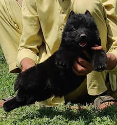 black Shepherd long coat male 2 month for sale