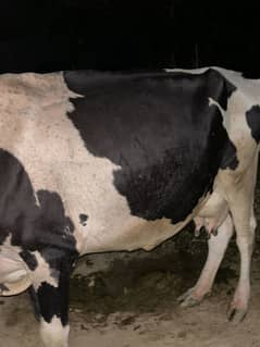Cow
