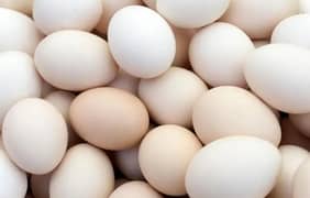 Fresh eggs deai andy fertile un fertile mix fresh egss taza andy