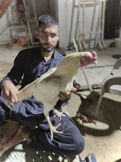 Hira