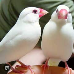 pair