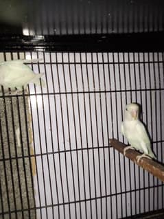 Albino black eyes split red eye