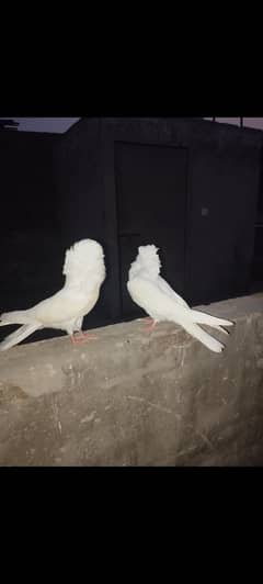 Ready to breed nakab posh pair