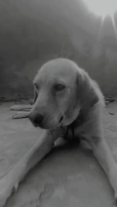 British Labrador inside dog very playful with children's