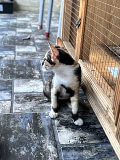 Kittens