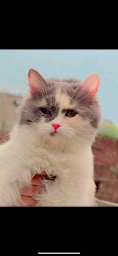 Male Female Persion Cat