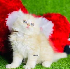 Fawan color persian kitten|Triple long coat |punch Face|cat babies