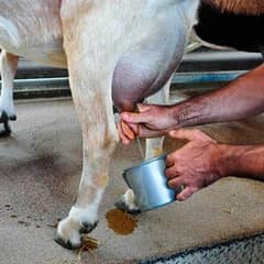 100% pure goat milk available
