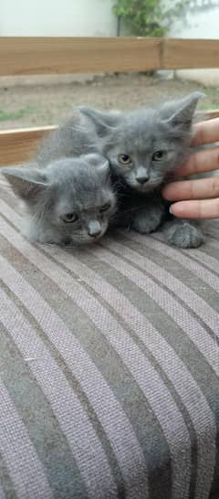 Persian cats and babies