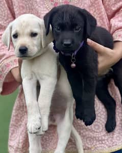 English Labrador Retriever Puppies – Female – 40 Days – Yellow & Black