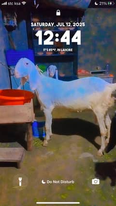 pure rajan pori Gaban Bakri dhod wali