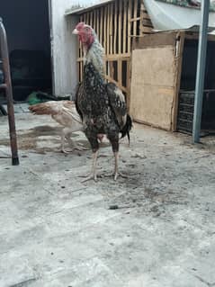 Aseel Pair
