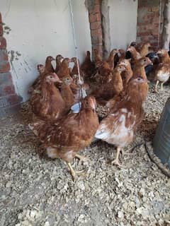 lohmann brown and black original Breed Available 320eggs lay per year