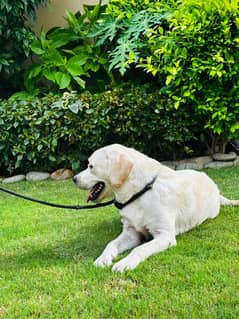 Labrador