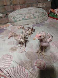 asiil ceiks for sale