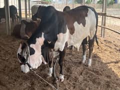 bachra available for sale