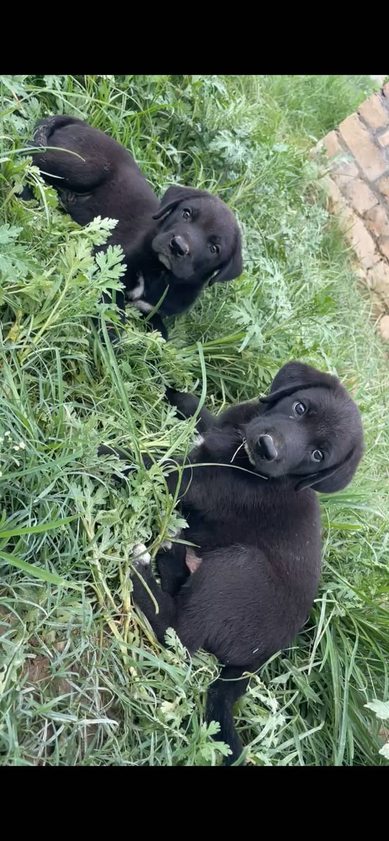1.5 month puppies english pointer 2