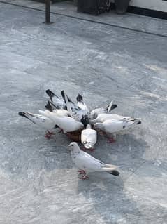 Pigeons for sale