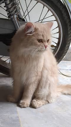 Persian Male For  sale
